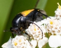 Beetle