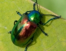 Beetle
