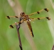 Painted Skimmer Dragonfly