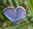 Eastern-tailed Blue Butterfly