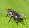 Flesh Fly