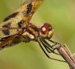 Halloween Pennant Dragonfly Closeup