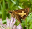 Mulberry Wing Skipper 