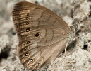 Pearly-Eye Butterfly