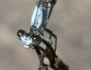Powdered Dancer Damselfly