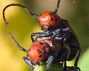 Red Milkweed Beetles