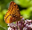 Spangled Fritillary Butterfly