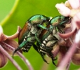 Two Japanese Beetles