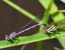 Variable Dancers Damselflies Male and Female