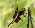 Widow Skimmer Dragonlfy female