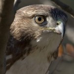 Red-tailed hawk