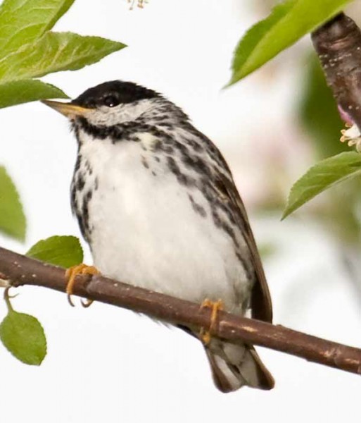 Blackpoll Warbler