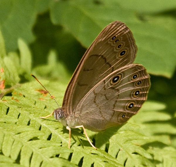 Northern Pearly-eye Butterfly