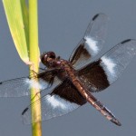 Widow Skimmer Dragonfly male Widow Skimmer Dragonfly male