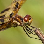 Halloween Pennant Dragonfly Closeup Halloween Pennant Dragonfly Closeup