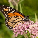 Monarch Butterfly Monarch Butterfly