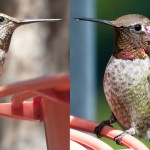 Anna's Hummingbird Male (R) and Female (L)