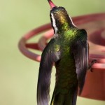 White-eared Hummingbird
