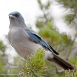 Mexican Jay