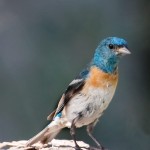Lazuli Bunting Female