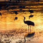 Sandhill Cranes Sunset Bosque Del Apache